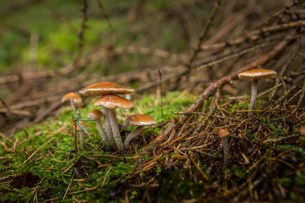 Image - forest forest floor moss autumn