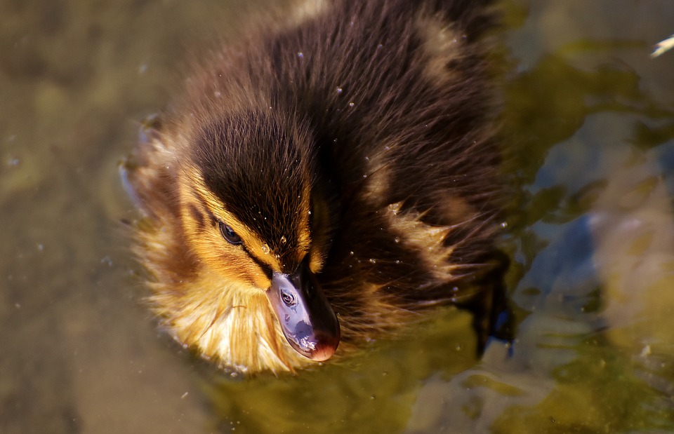 Image - mallard chicks baby swim small