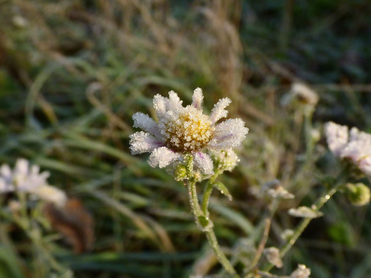 Image - flowers frost autumn