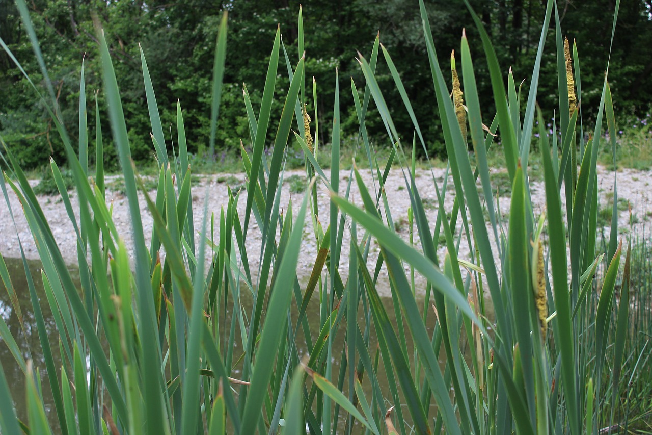 Image - pond reed green water plant