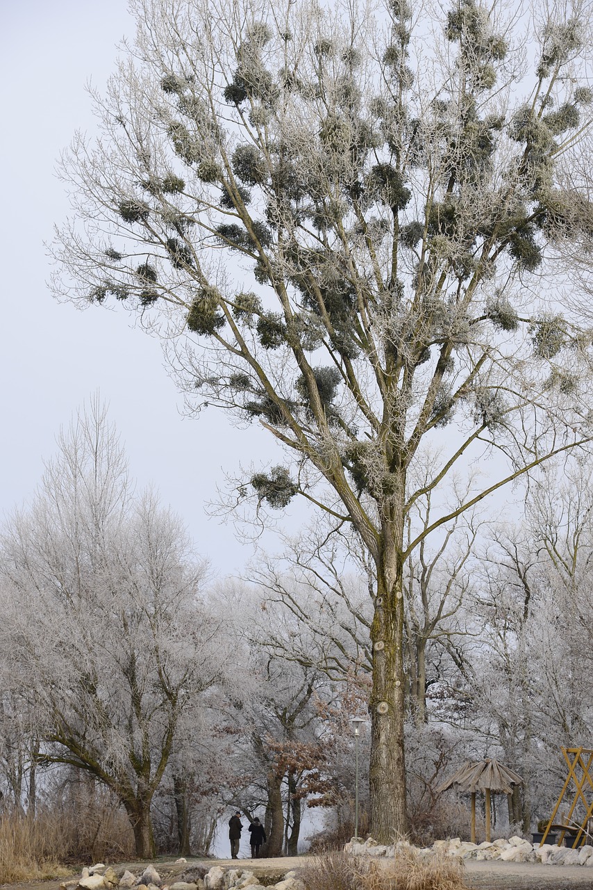 Image - wintry up mature walk promenade