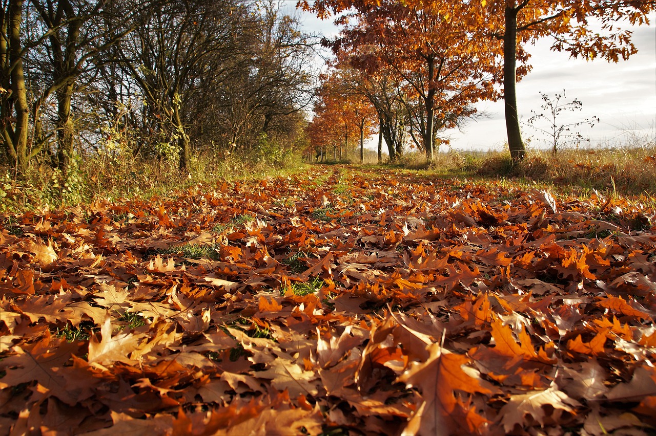 Image - autumn fallen leaves the fallen