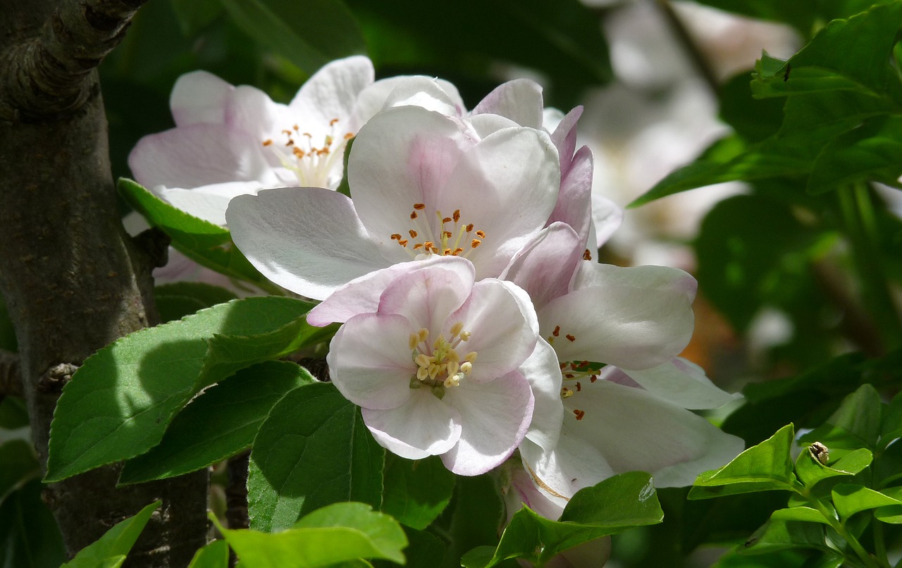 Image - apple blossom tree orchard