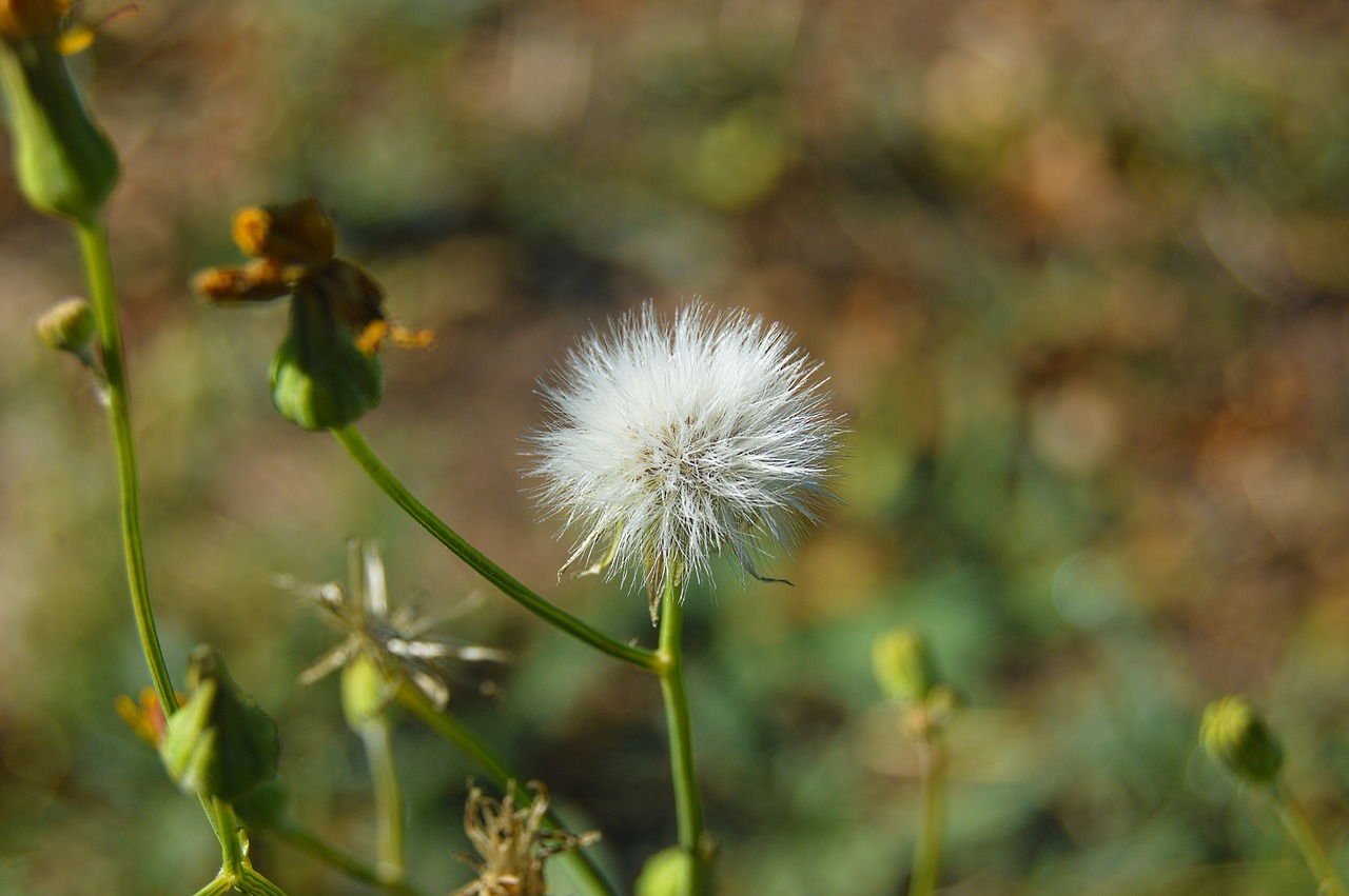 Image - grinder dandelion plant