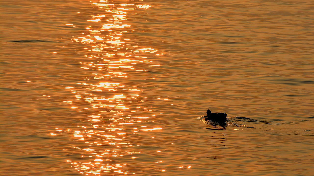 Image - duck lake sunset reflection sun