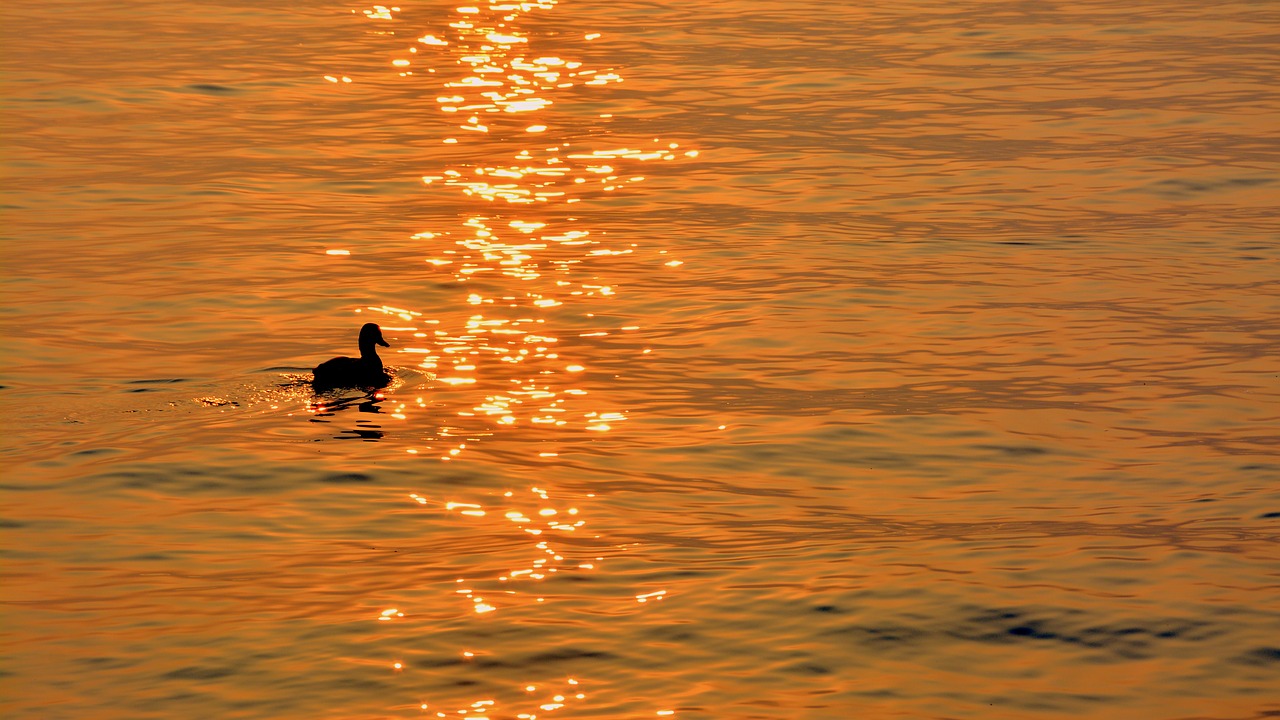 Image - duck lake sunset reflection sun