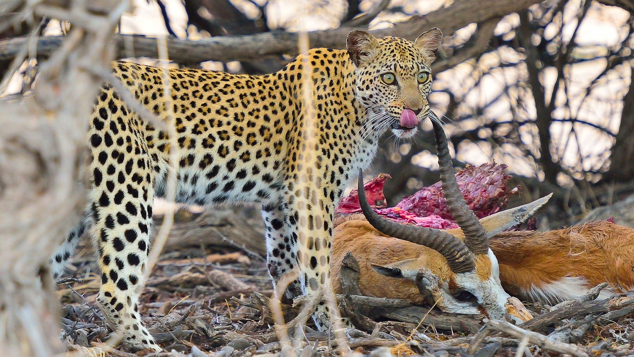 Image - leopard namibia south africa