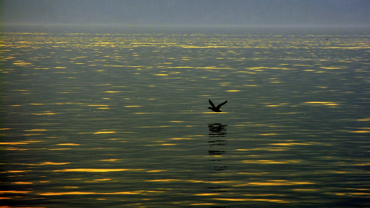 Image - fly lake water bird sunset