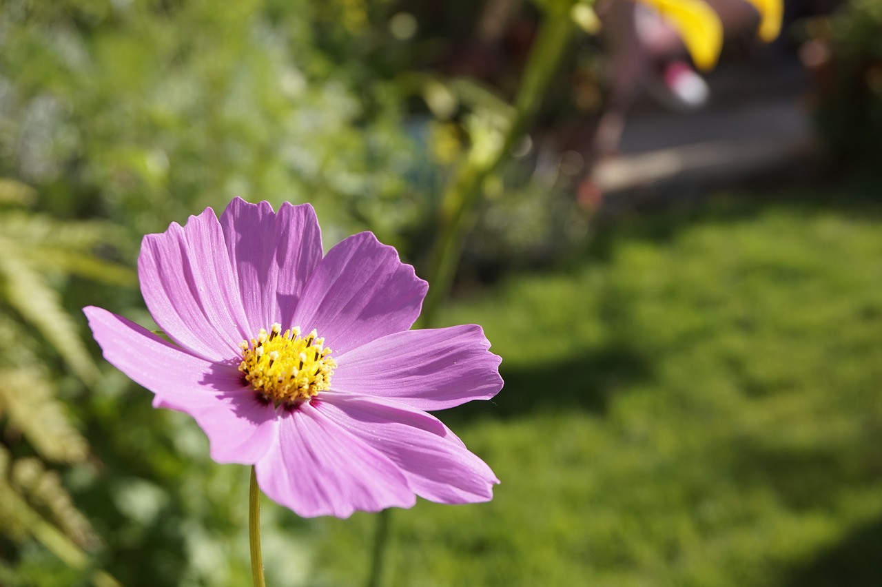 Image - flowers asusenas garden plants