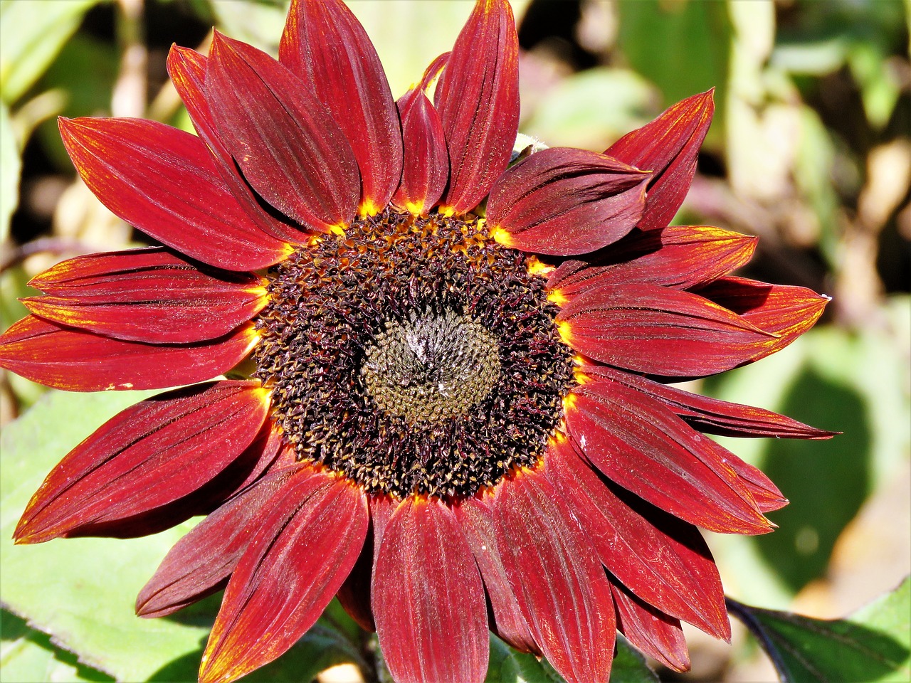 Image - flower sunflower rust brown