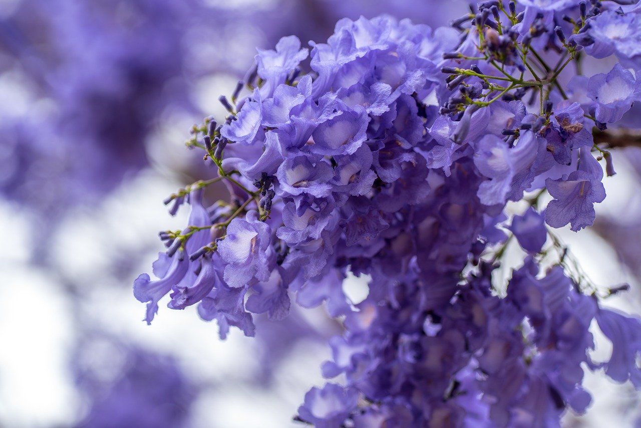 Image - jacaranda brisbane queensland