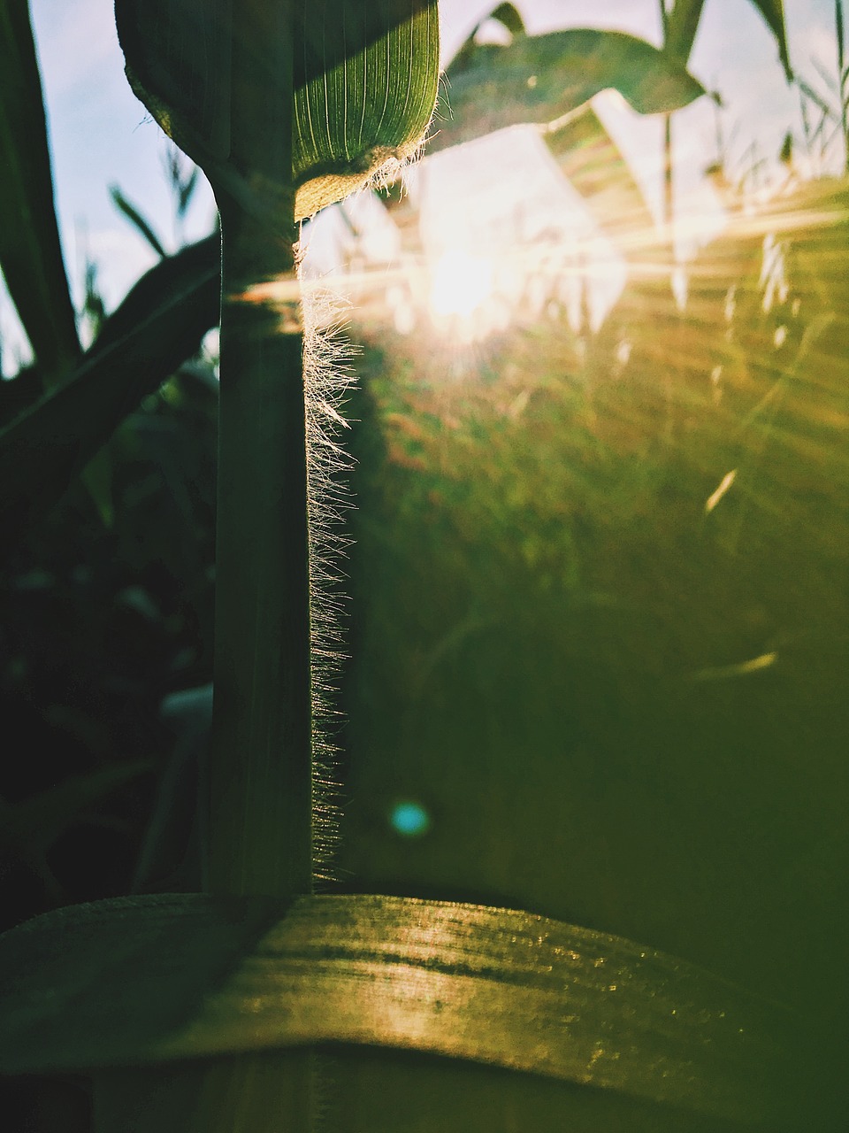 Image - corn field sun sunset agriculture