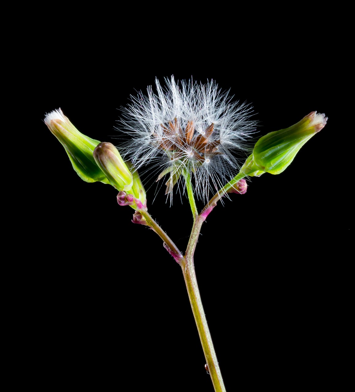 Image - dandelion small flower wild flower