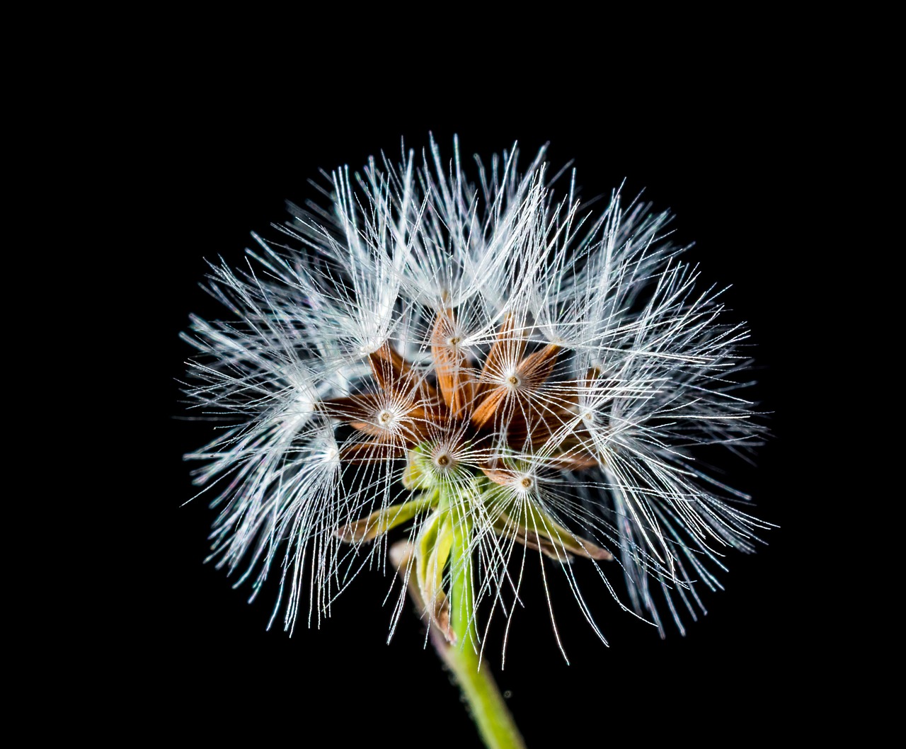 Image - dandelion small flower wild flower