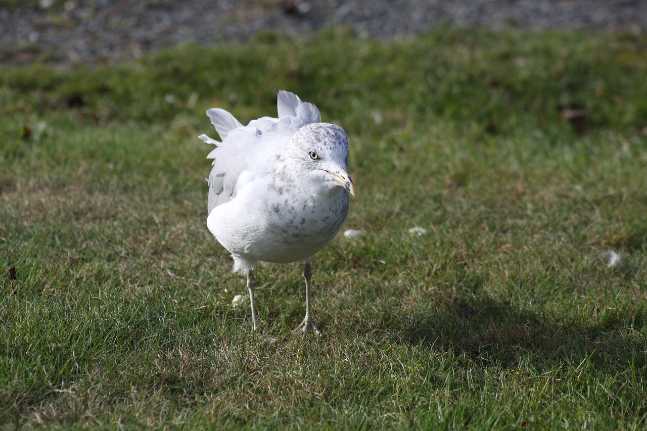 Image - seagull grass standing