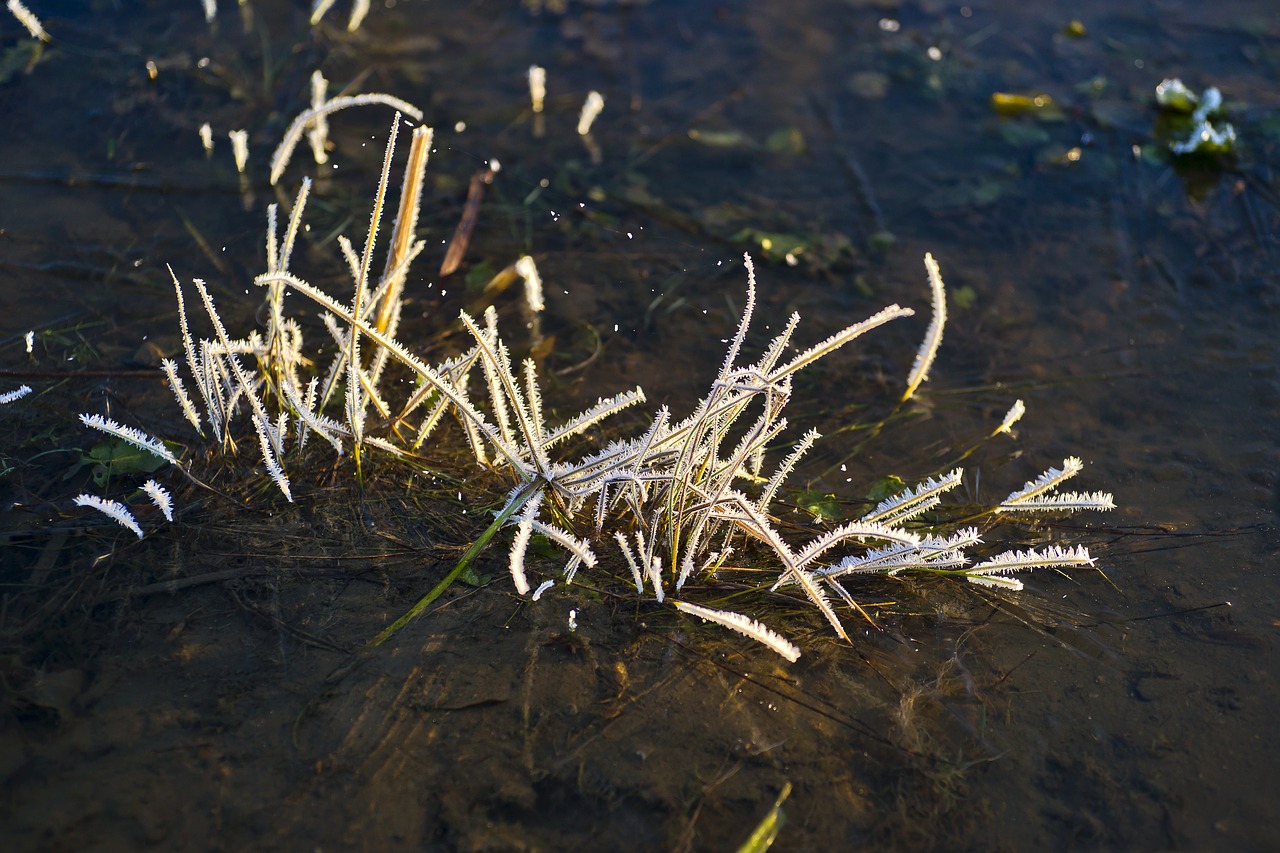 Image - lake white grass nature ice