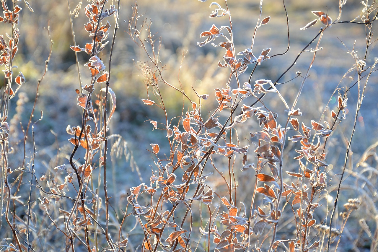 Image - leaves autumn nature leann