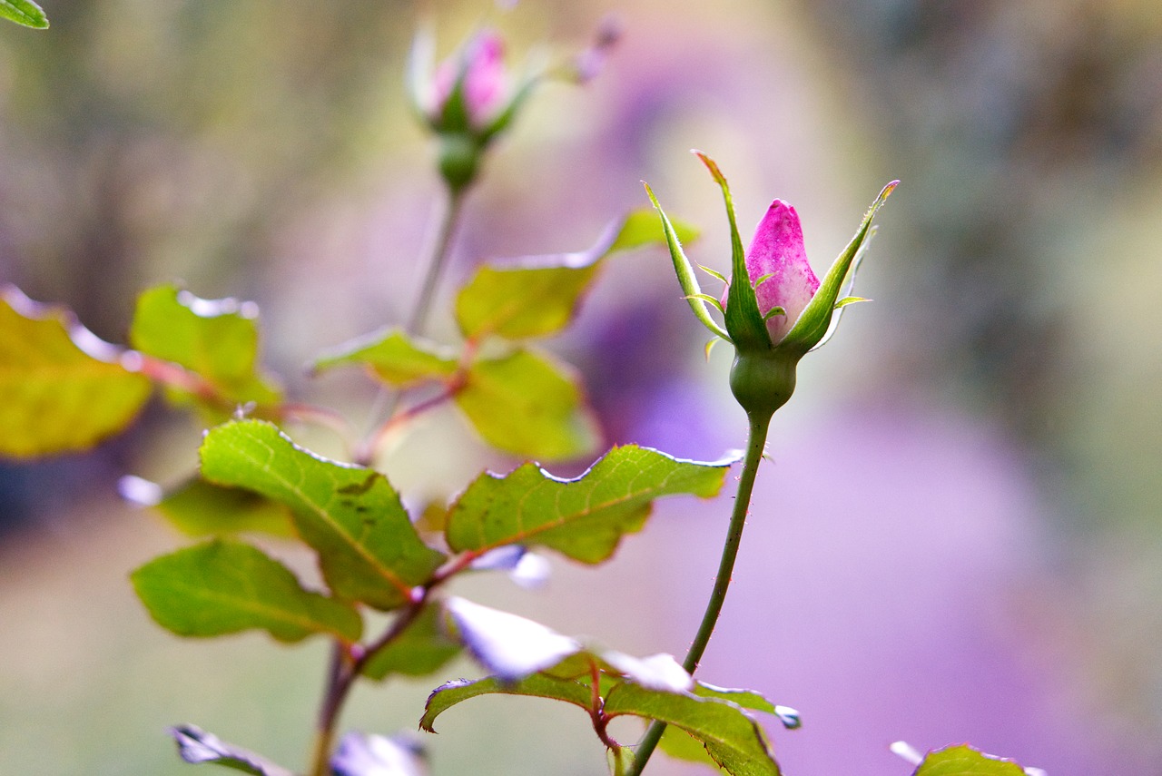 Image - rose autumn blossom bloom nature