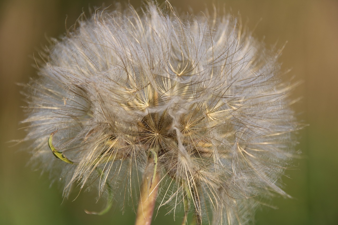 Image - nature makro summer flower