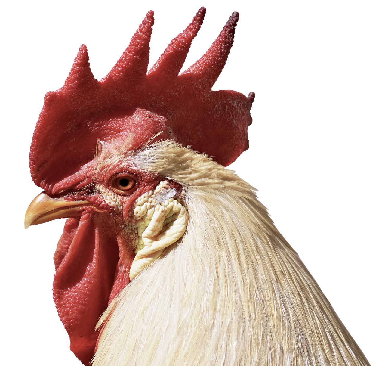 Image - hahn feather close poultry pride