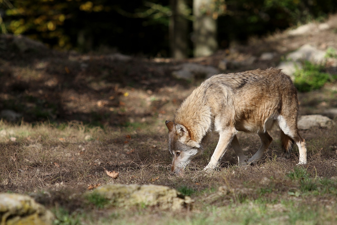 Image - wolf timberwolf predator nature