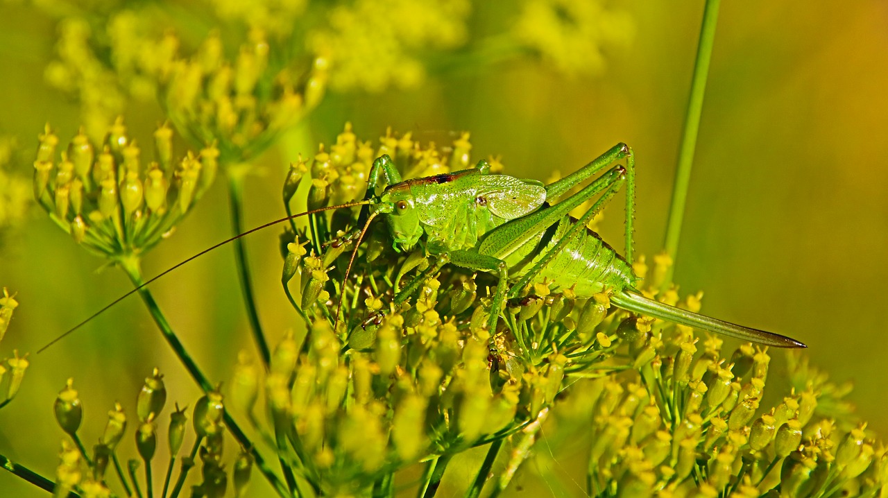 Image - grasshopper nature animal antenna