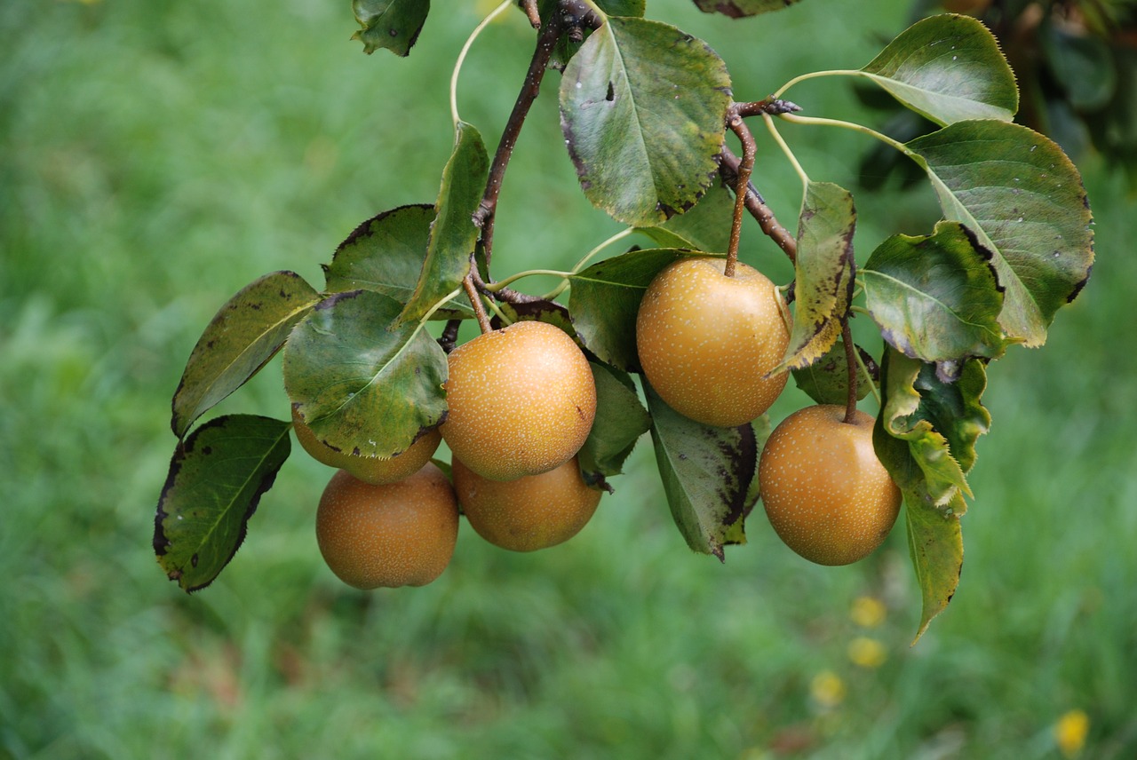 Image - manzano apple apple trees apples