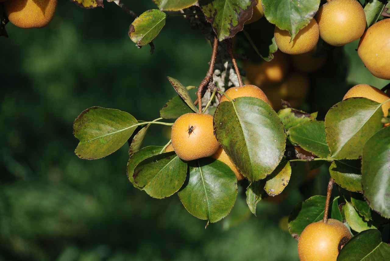 Image - apple apples yellow manzano