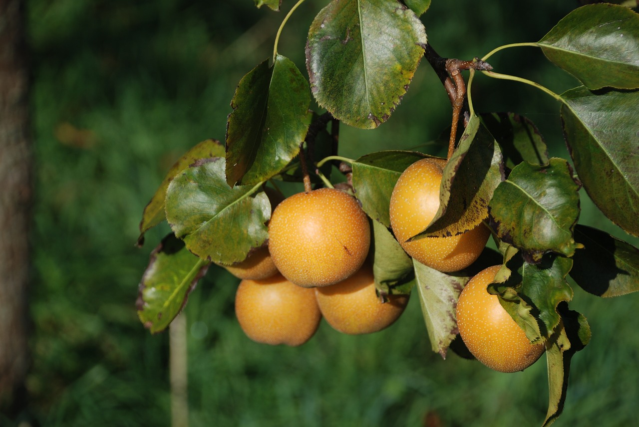 Image - apple apples yellow manzano