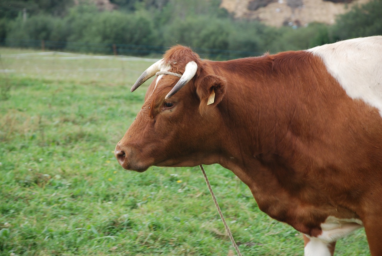 Image - cow horns livestock veal animals