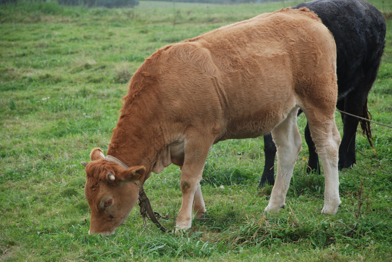 Image - veal livestock galician beef