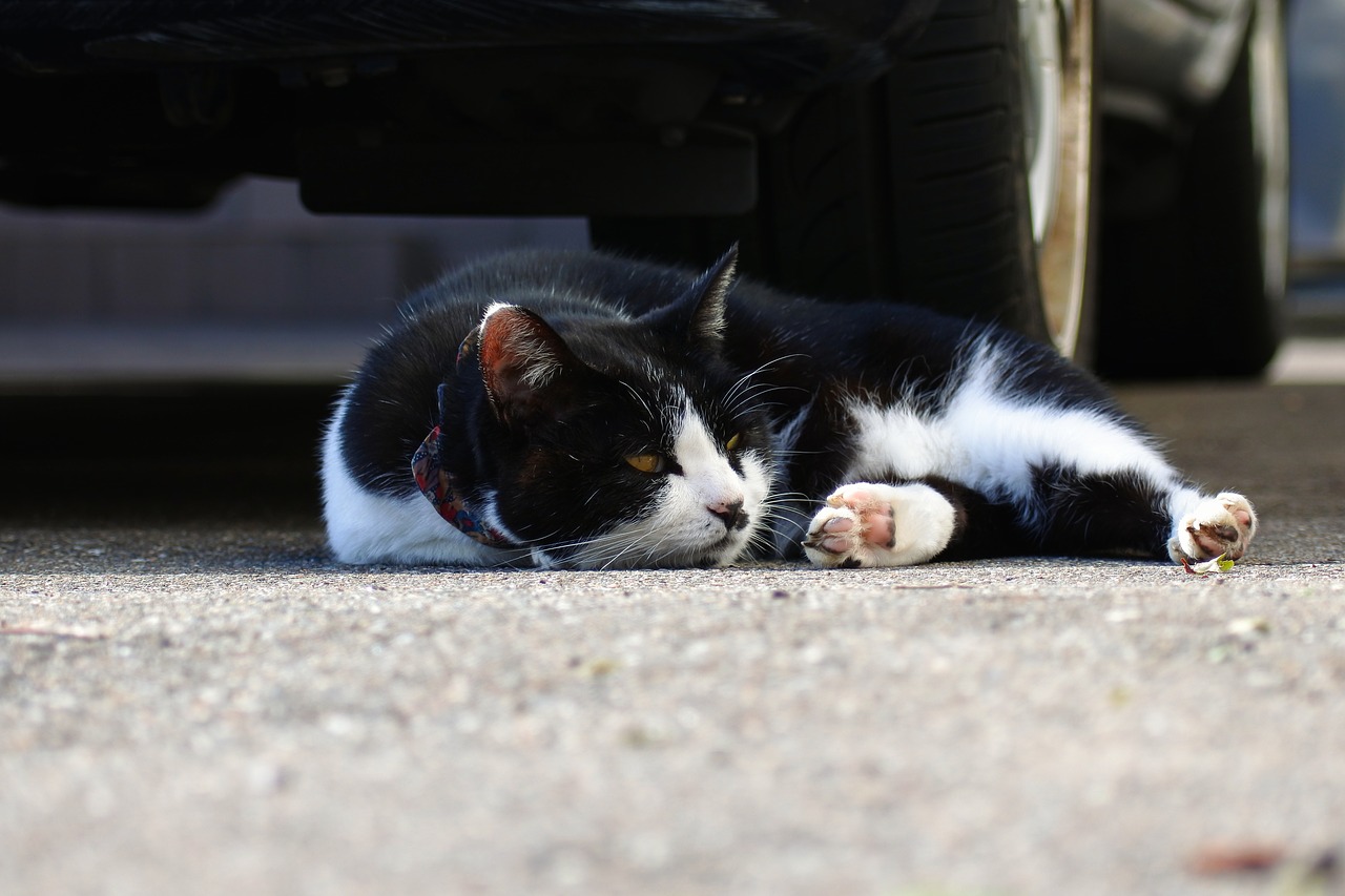 Image - animal pet cat take a nap