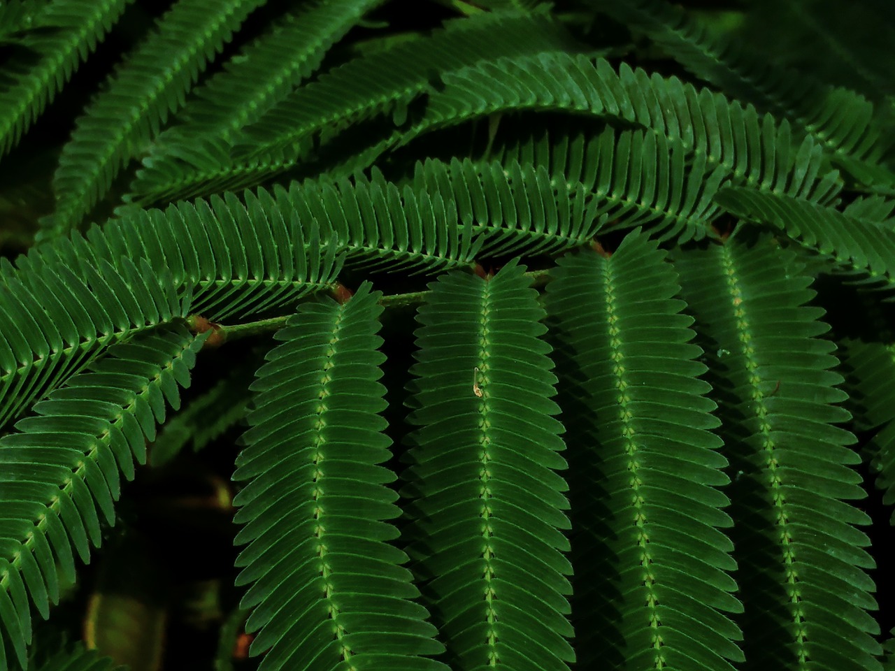 Image - green weed prickly spiny leaves