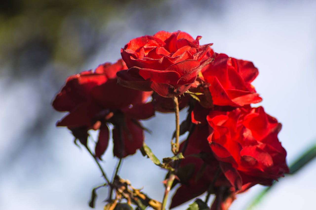 Image - rose roses red autumn rosa drops