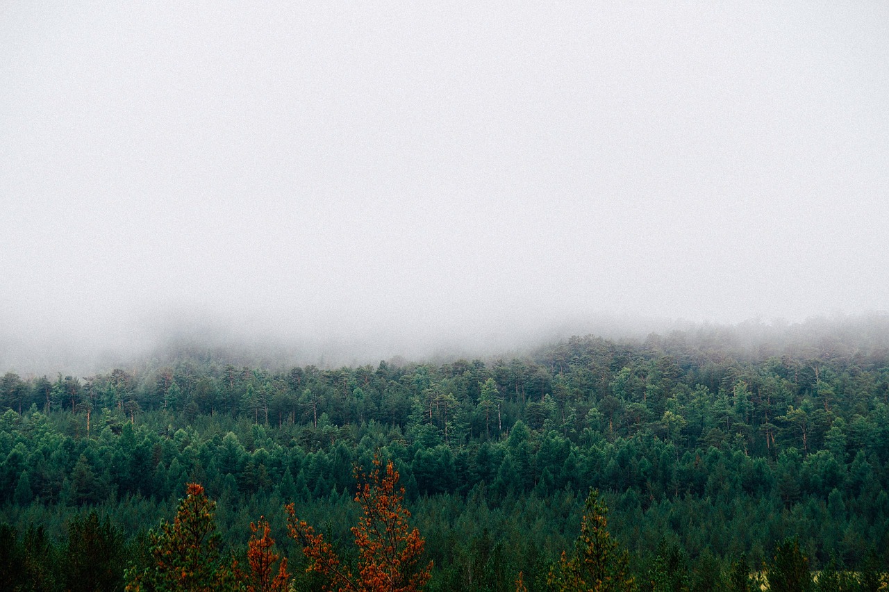 Image - fog mountains forest autumn