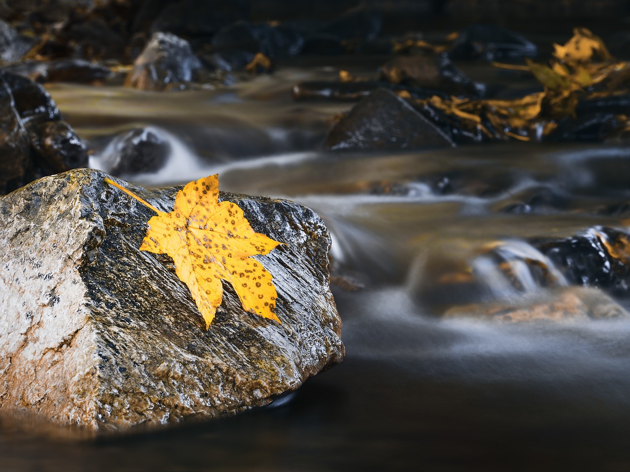 Image - autumn autumn colours bach