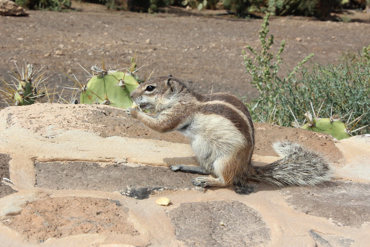 Image - atlas croissant fuerteventura rodent
