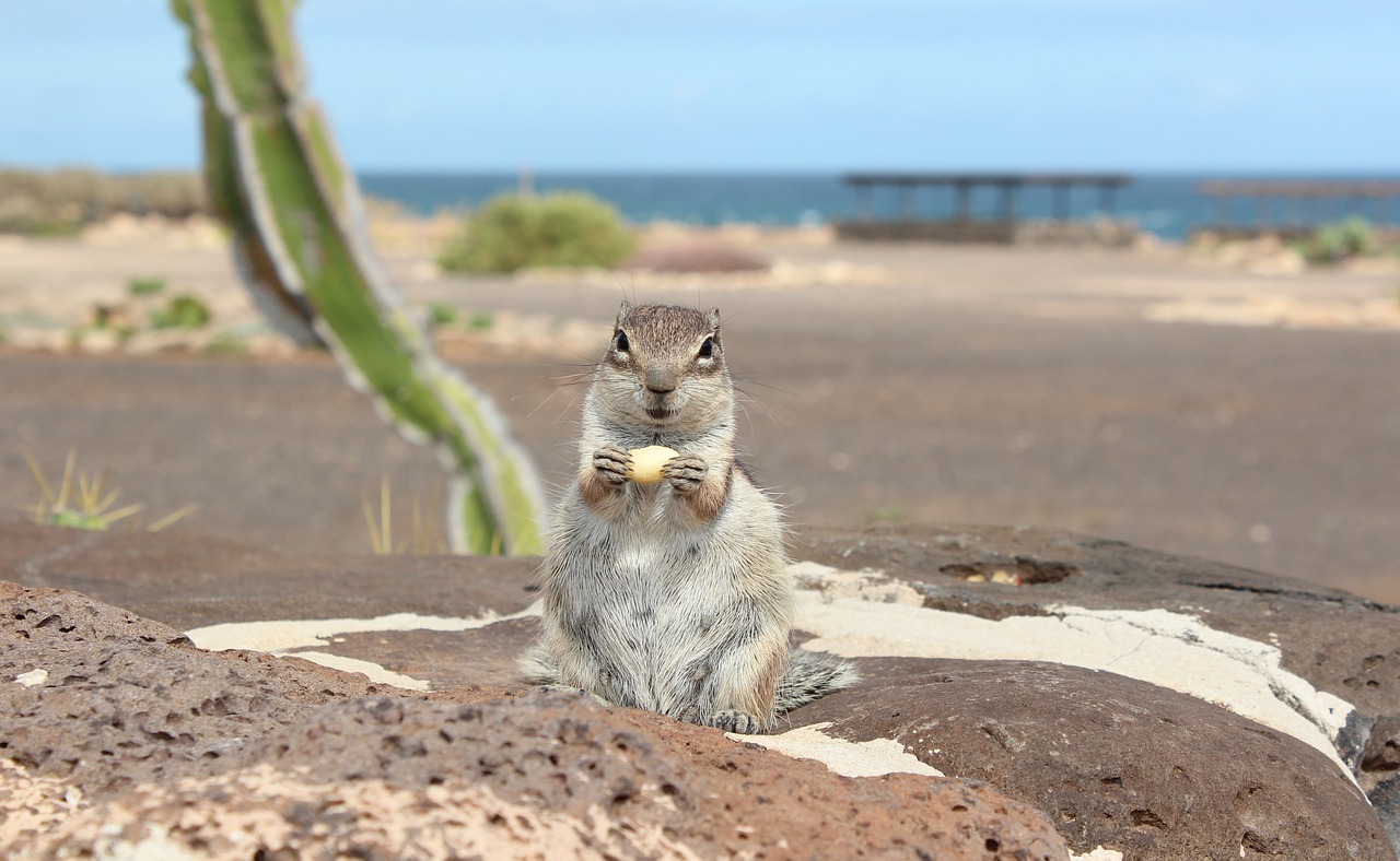 Image - atlas croissant fuerteventura rodent