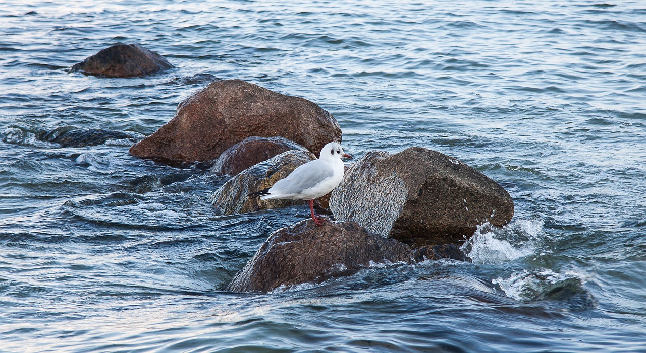 Image - seagull coast sea stones seevogel