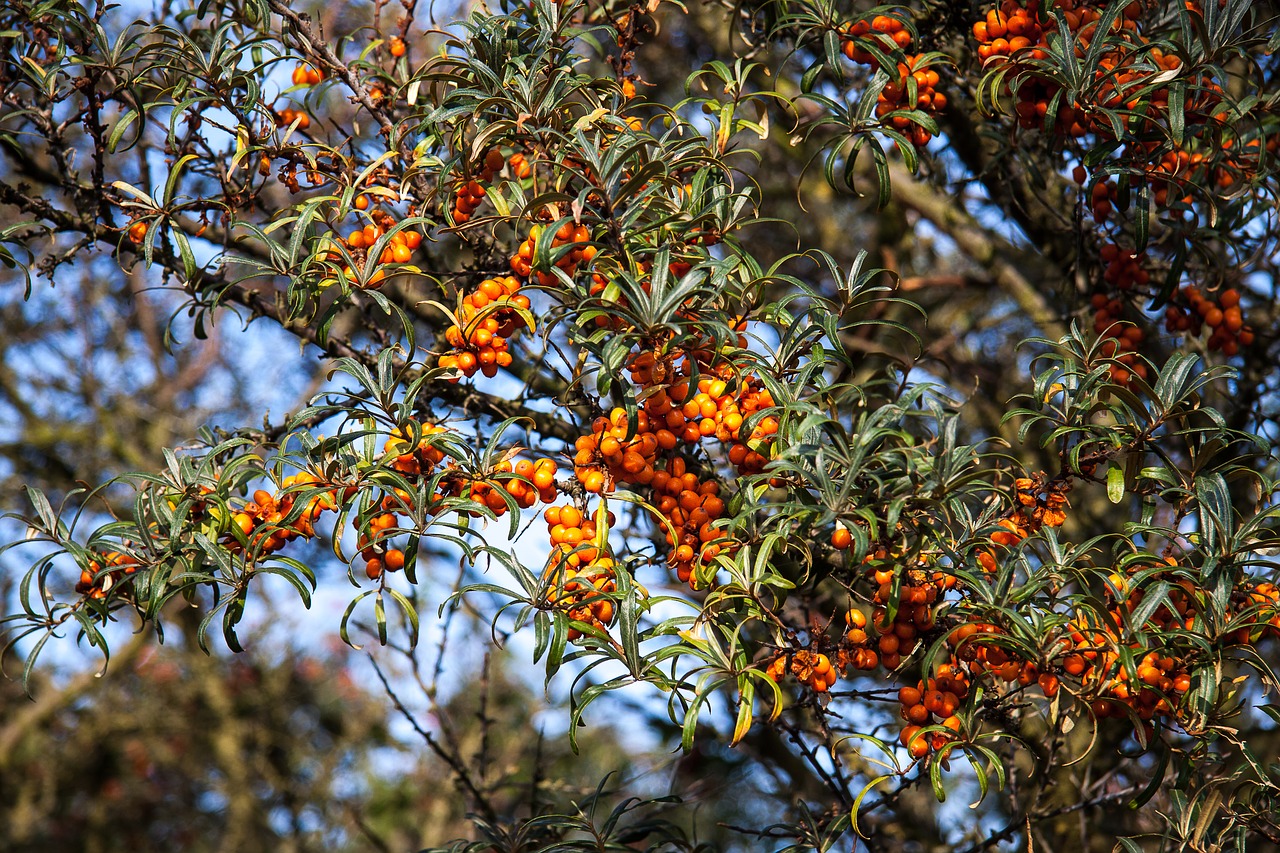 Image - sea buckthorn plant orange berry