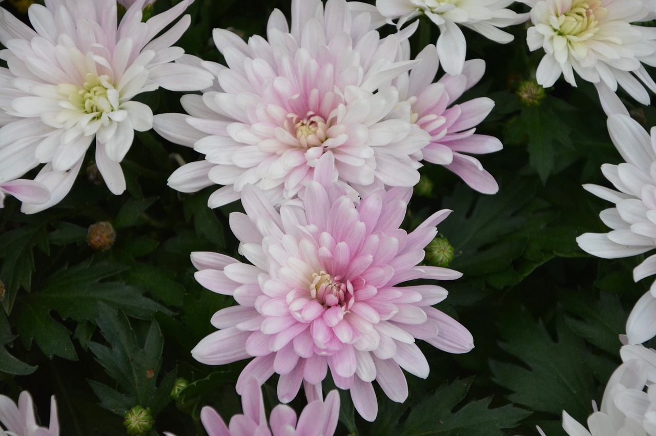 Image - flowers white flowers roses nature