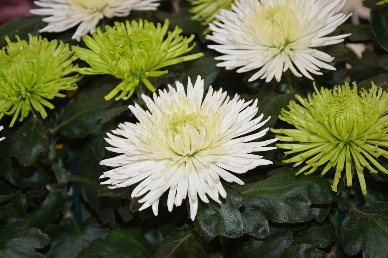 Image - flowers white flowers green offer
