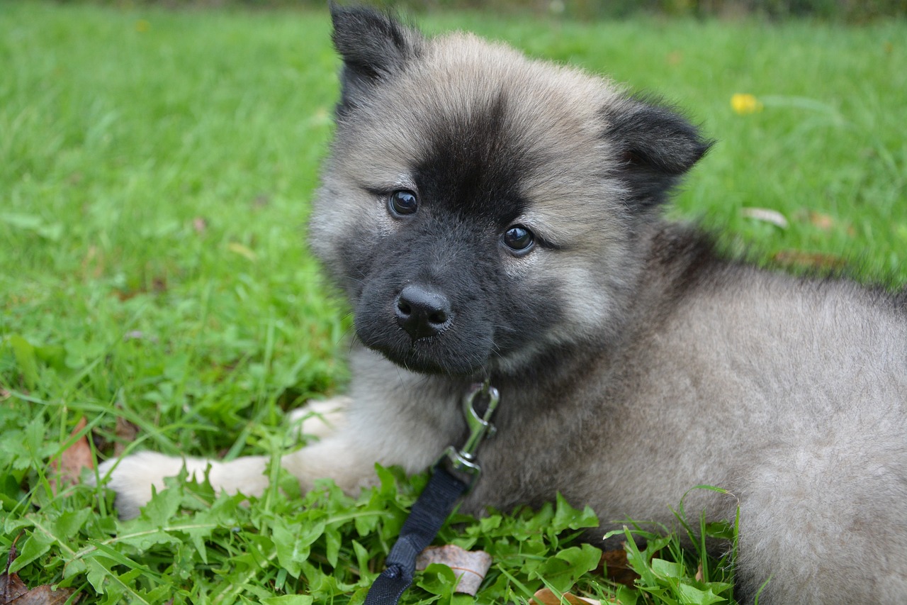 Image - puppy dog bitch female eurasier