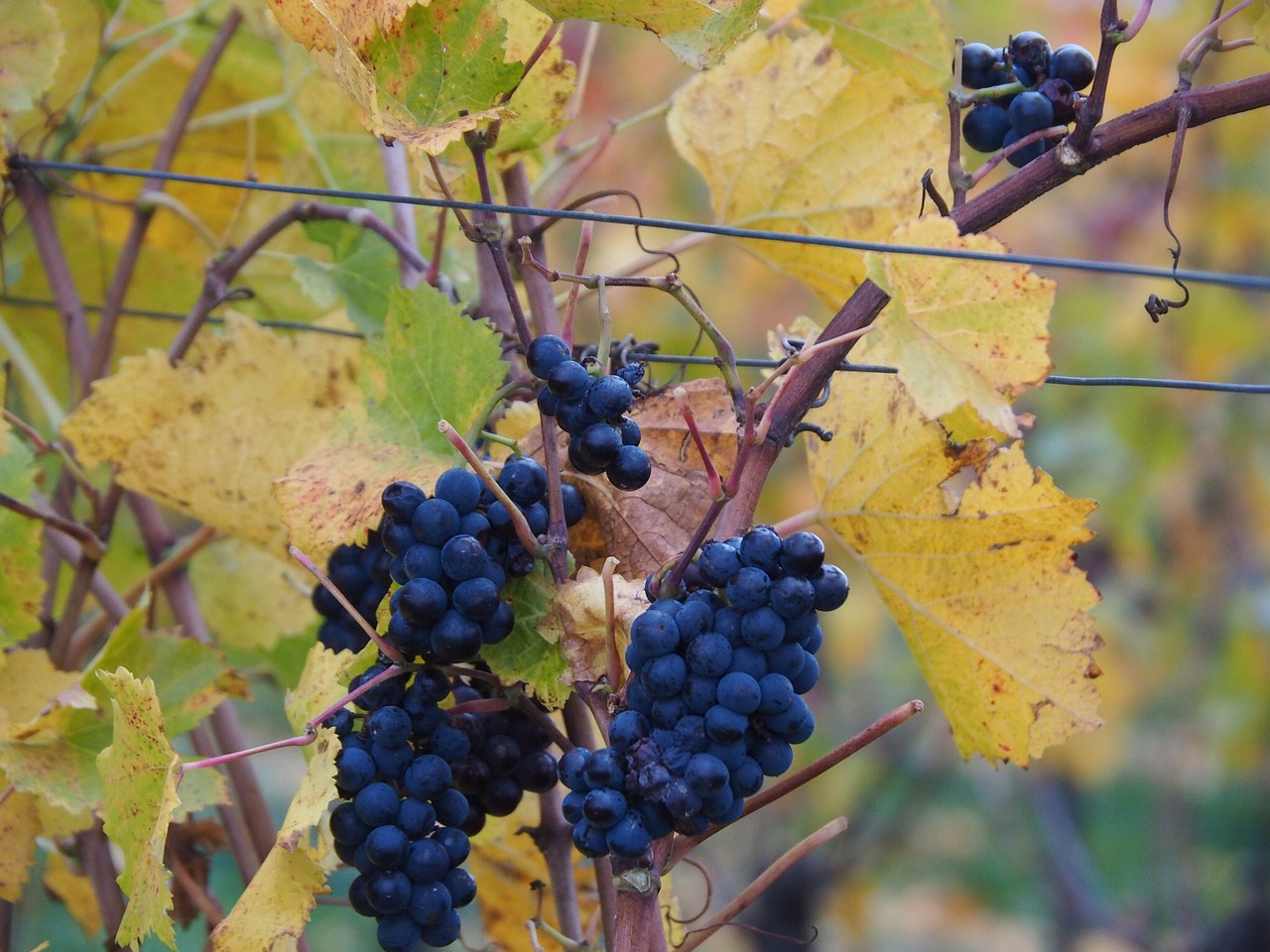 Image - grape blue grapevine grapes fruit