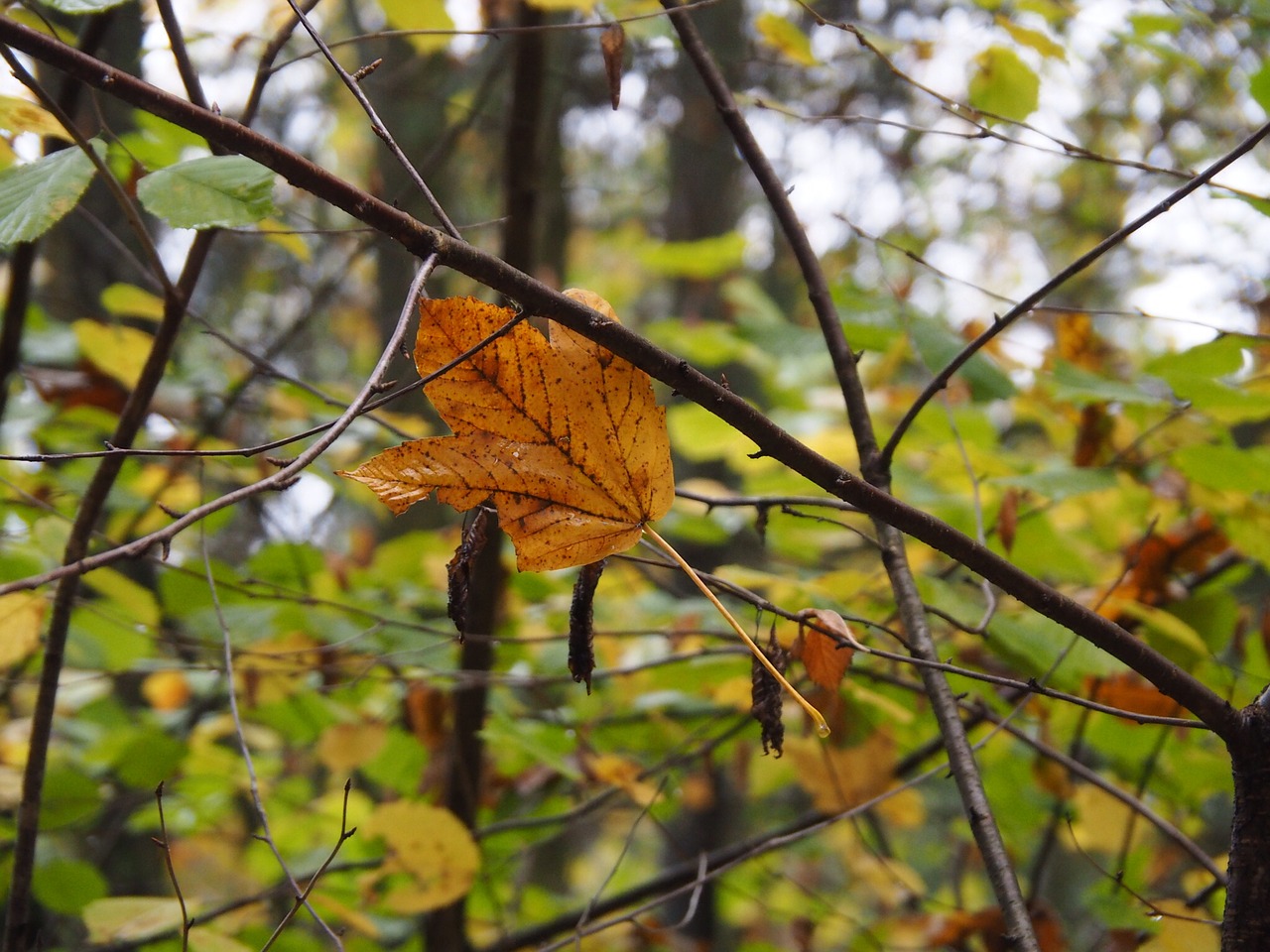 Image - leaves autumn fall foliage