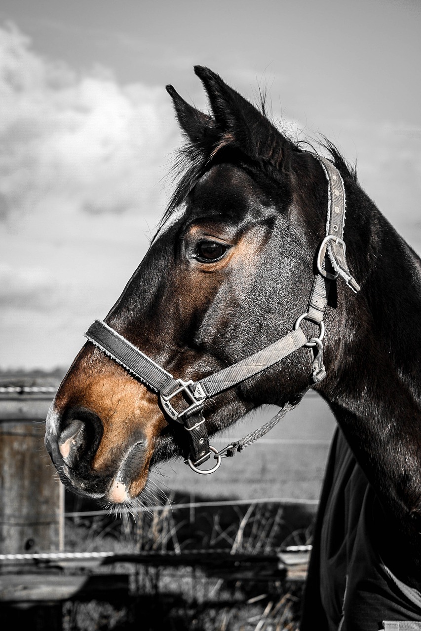 Image - warmblut horse mare pasture animal