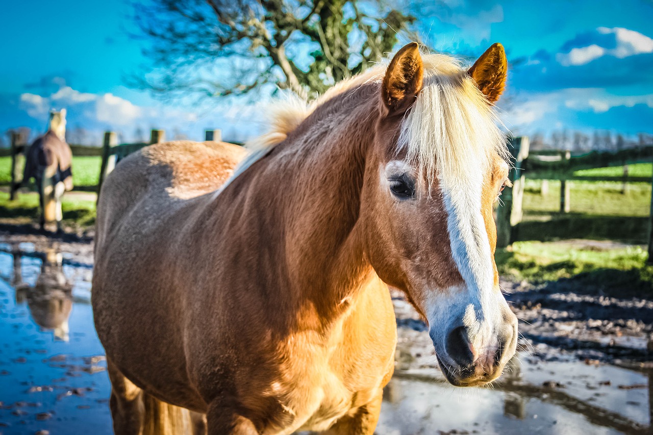 Image - warmblut horse mare pasture animal