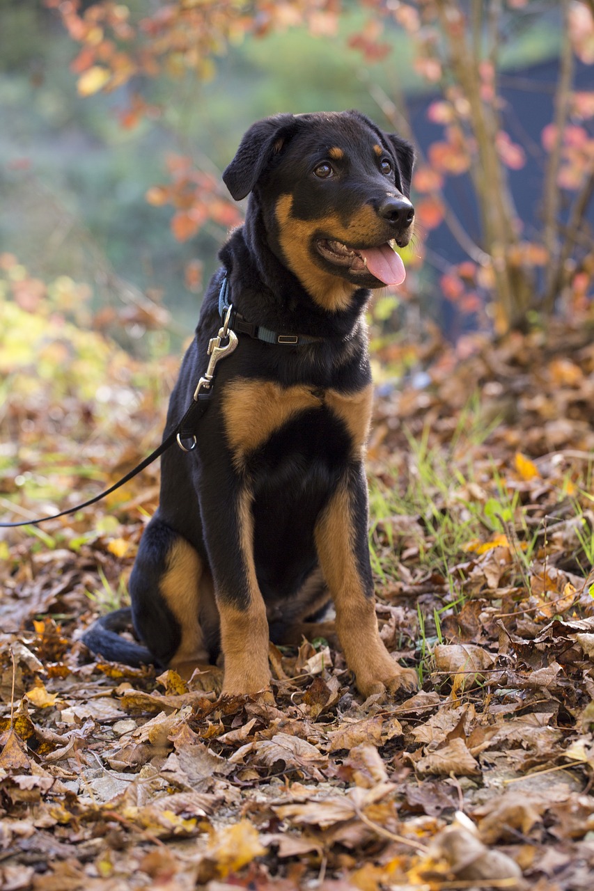 Image - rottweiler dog pet animal