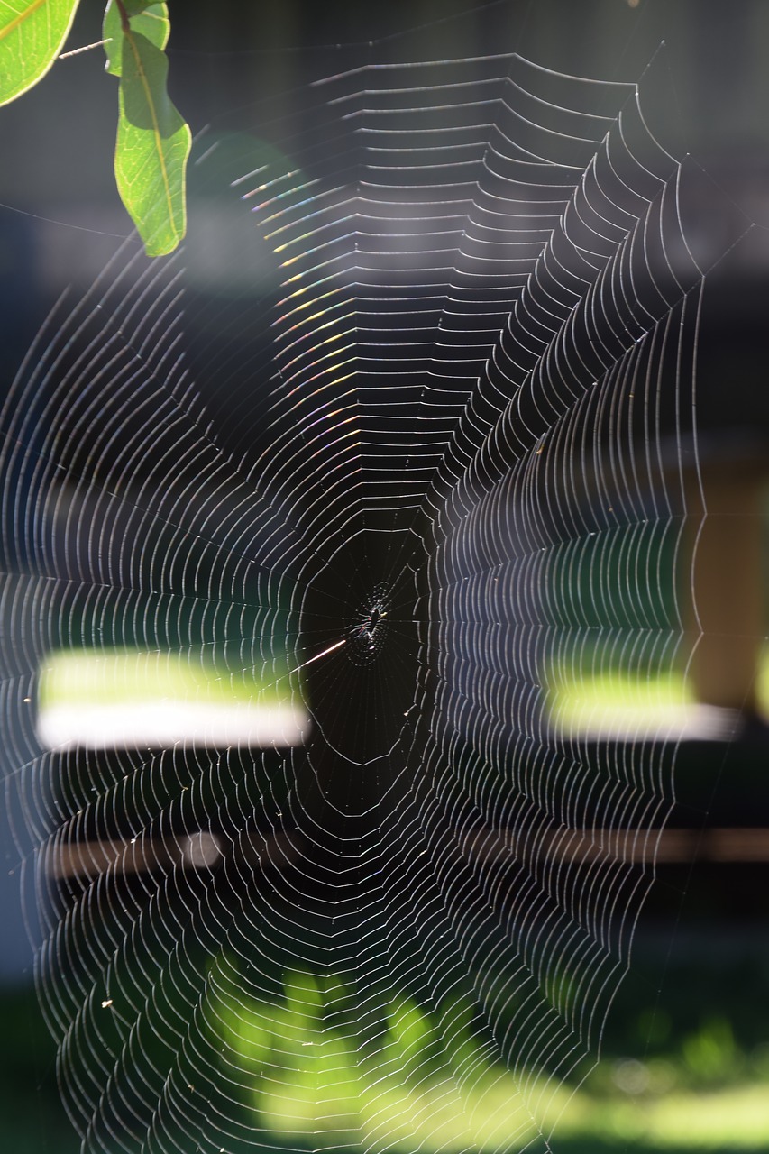 Image - spider web prey trap