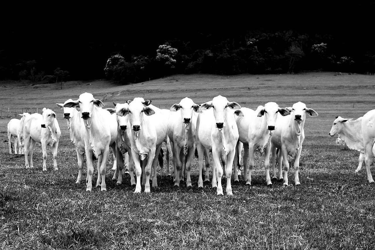 Image - cow brazil farm nature rural